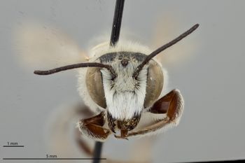 Media type: image;   Entomology 793927 Aspect: head frontal view